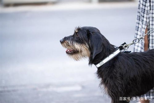 宠物狗被判三年怎么办