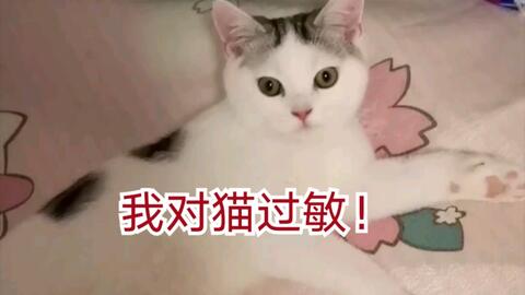 过敏鼻炎怎么养宠物猫