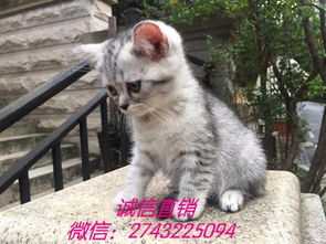 宠物猫妹妹怎么配种