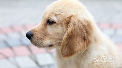 狗狗多少度正常体温