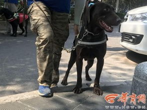 导盲犬多少钱一只