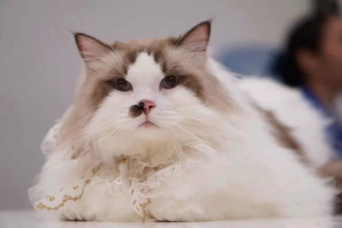 宠物猫捡回家怎么养