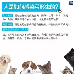 怀孕怎么安顿宠物猫狗