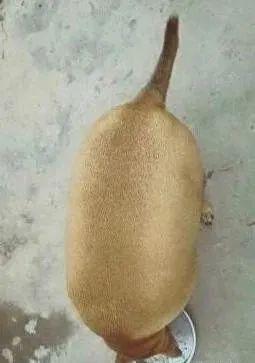 宠物狗检测怎么做的准确