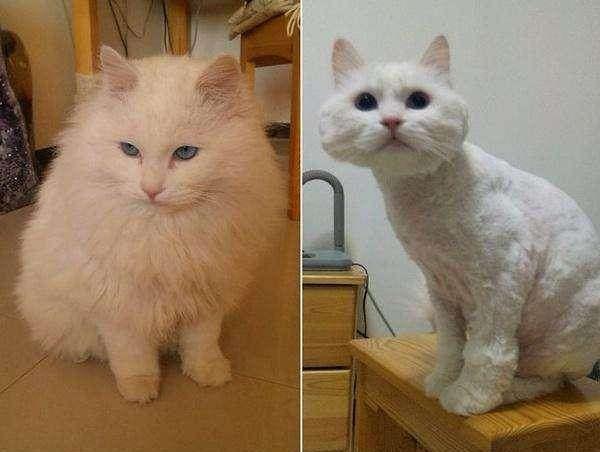 给猫咪剃毛多少钱