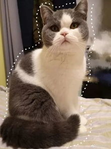 宠物猫男女怎么分