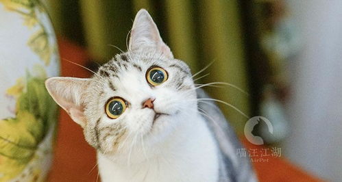 买宠物猫怎么样才靠谱