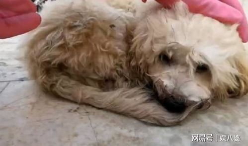 被遗弃的宠物狗会怎么样