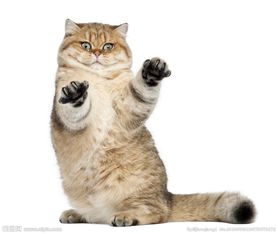 宠物猫怎么传染狂犬