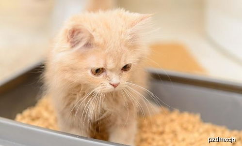 宠物猫怎么教育最好