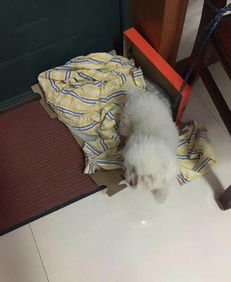 回常州带宠物狗怎么带的