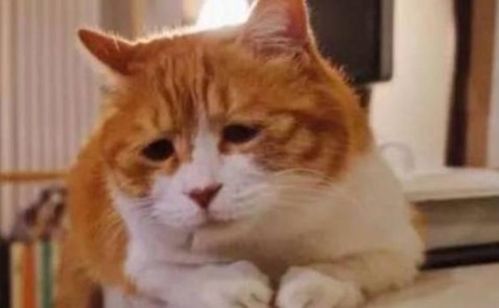 宠物猫怎么拴