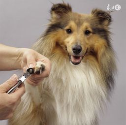 宠物狗剪生刀怎么剪好
