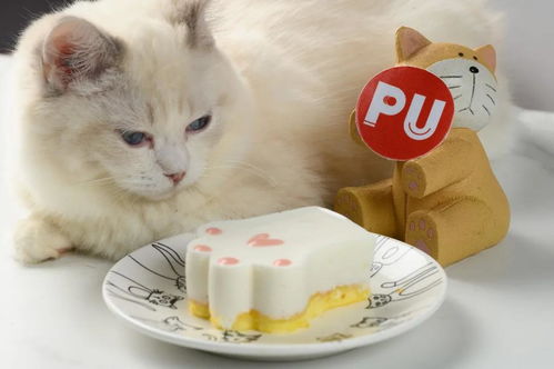 宠物猫怎么售卖给别人