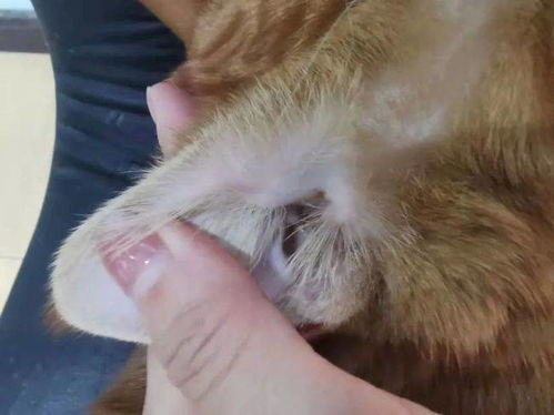 宠物猫耳朵怎么洗