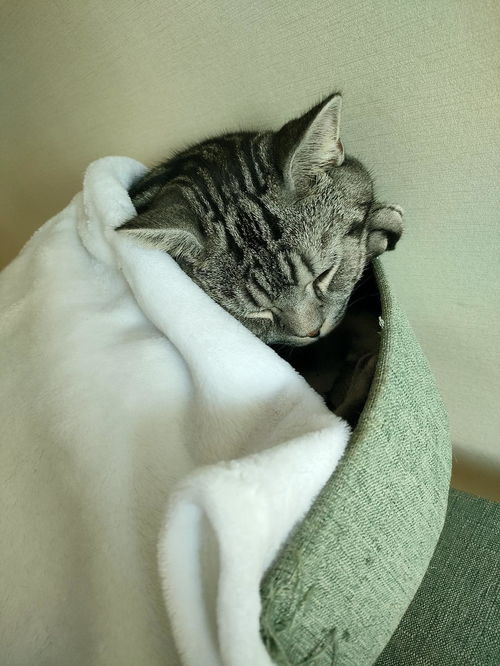 猫多少度会觉得冷