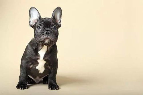 德国斗牛犬多少钱