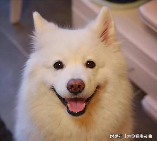 宠物狗怎么养猫推荐一下