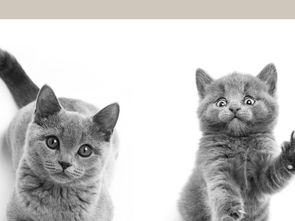 宠物猫挂画怎么挂好看