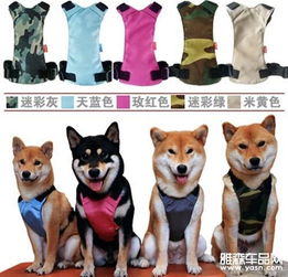 怎么给宠物狗系安全带呢