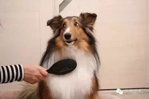宠物狗消毒窝怎么用的啊