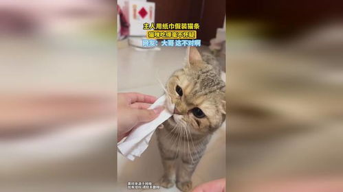 怎么用宠物猫纸巾