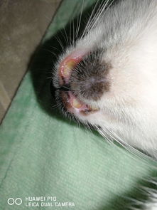 宠物猫嘴唇溃烂怎么处理
