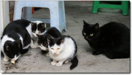 宠物猫被围观了会怎么样