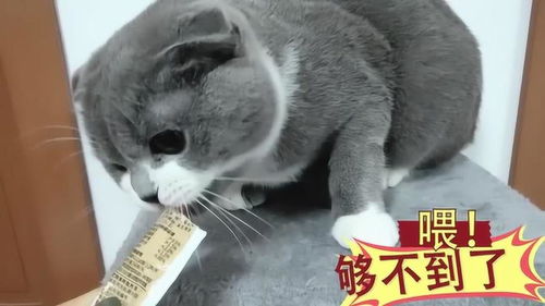 宠物猫馋嘴猫怎么回事