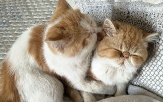 大宠物猫吃东西怎么办啊