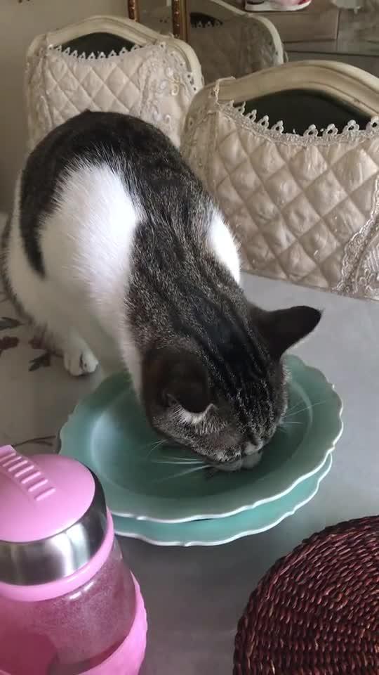 宠物猫怎么那么傻呀