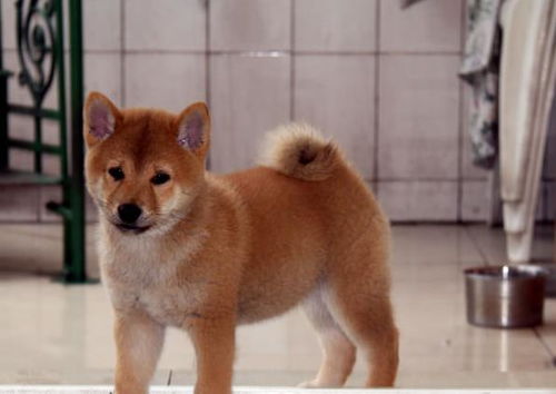 小宠物狗柴犬怎么养活好