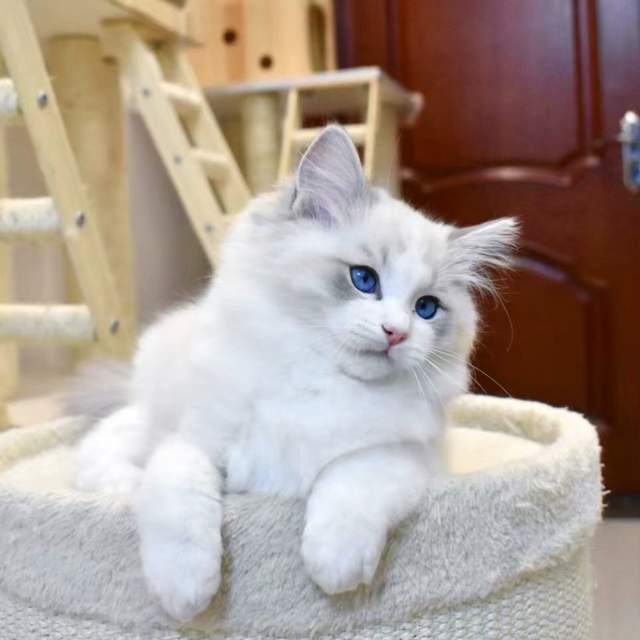 怎么养猫不是宠物猫