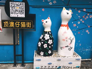 拍宠物猫怎么收费