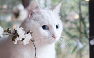 喂宠物猫饲料怎么喂