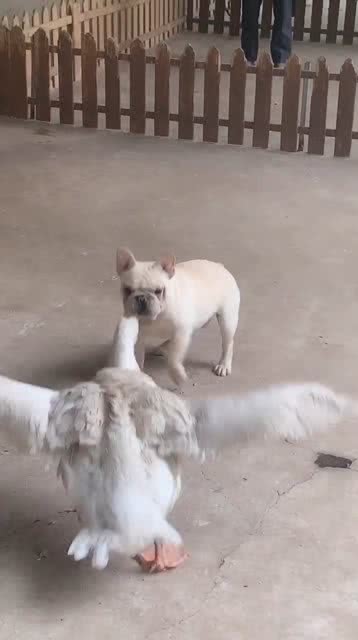 宠物狗和鹅打架怎么办啊