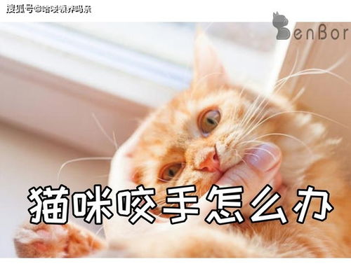 买的宠物猫咬人怎么办啊