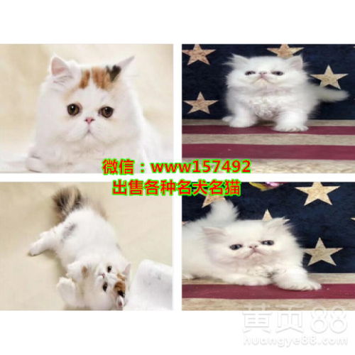沈阳宠物猫怎么托运