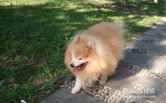 宠物狗有犬爪怎么办啊