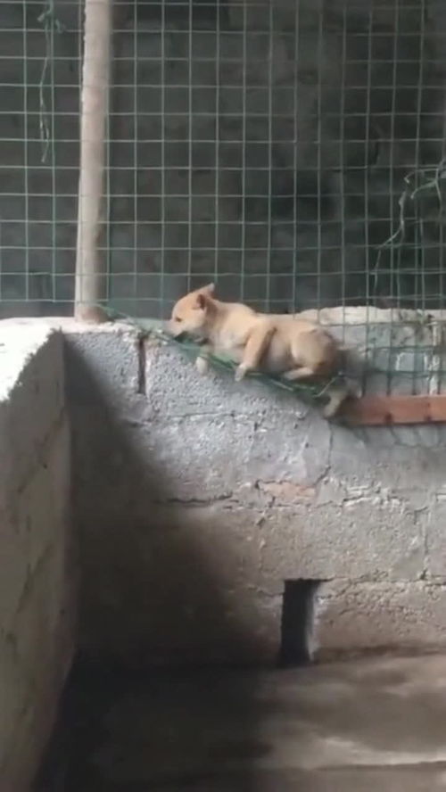 怎么用给宠物狗做狗窝子