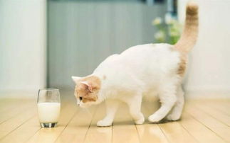养一只猫怎么更换宠物狗