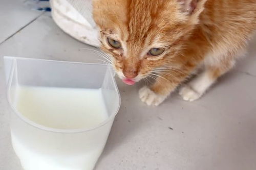 宠物猫饲料怎么样做的好