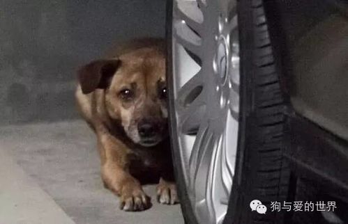 宠物狗雨天流浪怎么办啊