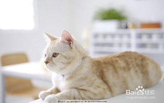 经常会打宠物猫会怎么样