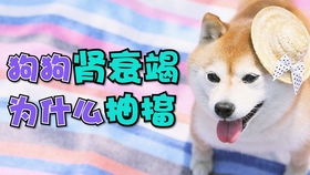 宠物狗偶发抽搐怎么办啊