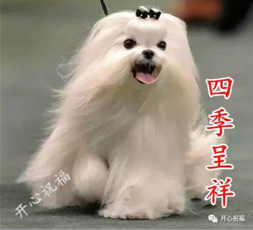 天热宠物狗怎么寄出去养