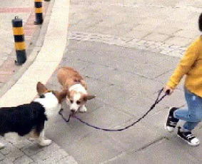 给小宠物狗套绳怎么套的