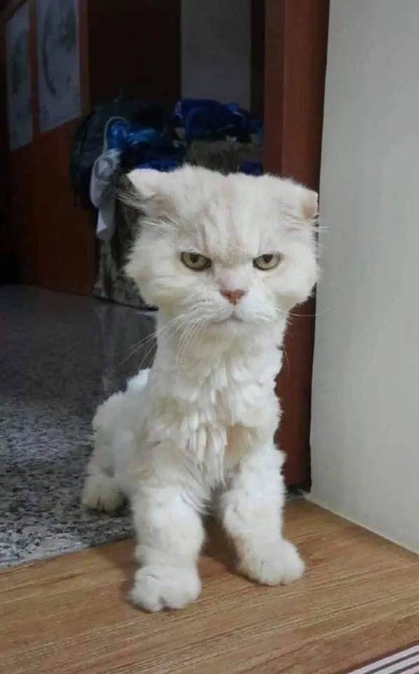 怎么给宠物猫修毛毛