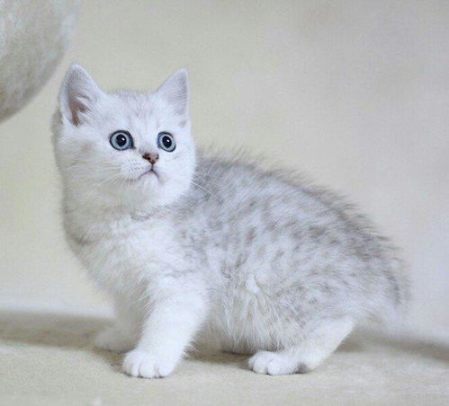 宠物猫银点怎么选