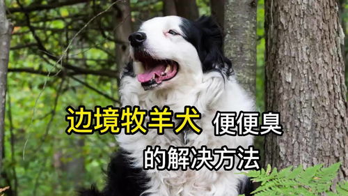 宠物狗大便臭是怎么回事